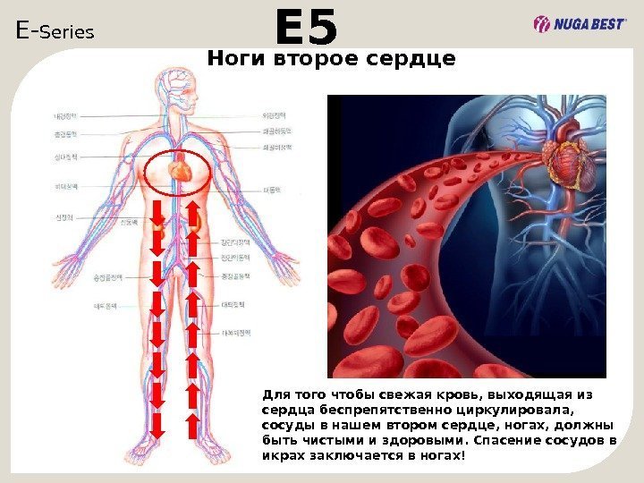 E- Series  E 5 Для того чтобы свежая кровь, выходящая из сердца беспрепятственно